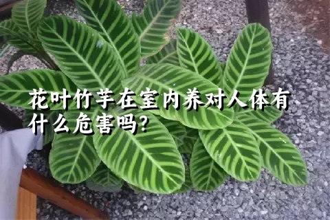 花叶竹芋在室内养对人体有什么危害吗？