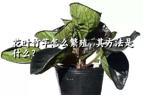 花叶竹芋怎么繁殖，其方法是什么？