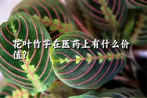 花叶竹芋在医药上有什么价值？