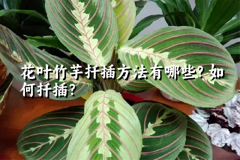 花叶竹芋扦插方法有哪些？如何扦插？