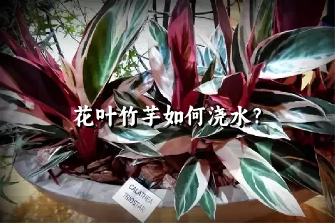 花叶竹芋如何浇水？