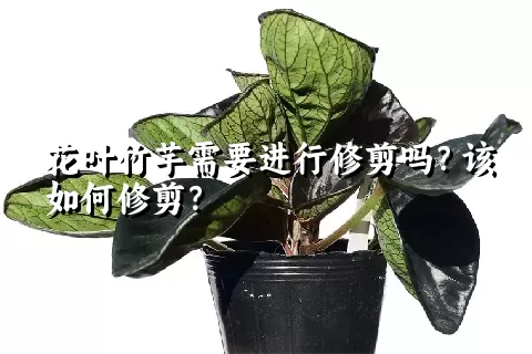 花叶竹芋需要进行修剪吗？该如何修剪？