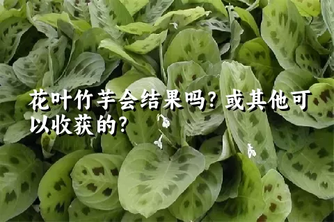 花叶竹芋会结果吗？或其他可以收获的？