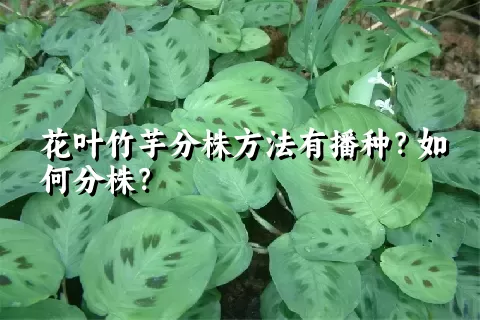 花叶竹芋分株方法有播种？如何分株？