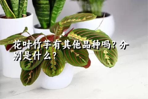 花叶竹芋有其他品种吗？分别是什么？