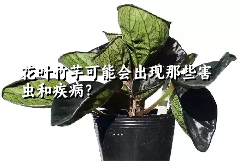 花叶竹芋可能会出现那些害虫和疾病？