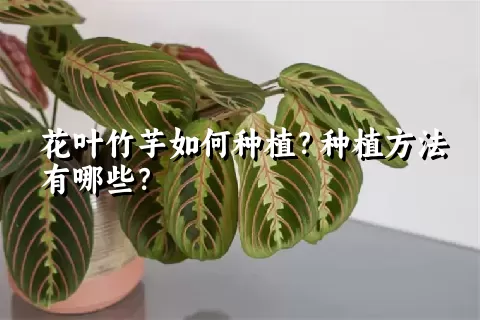 花叶竹芋如何种植？种植方法有哪些？