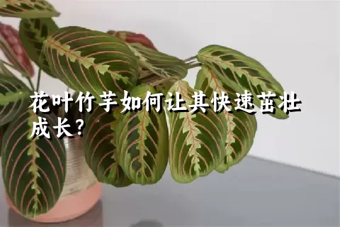 花叶竹芋如何让其快速茁壮成长？