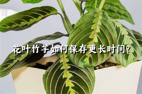 花叶竹芋如何保存更长时间？