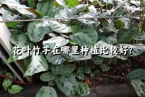 花叶竹芋在哪里种植比较好？