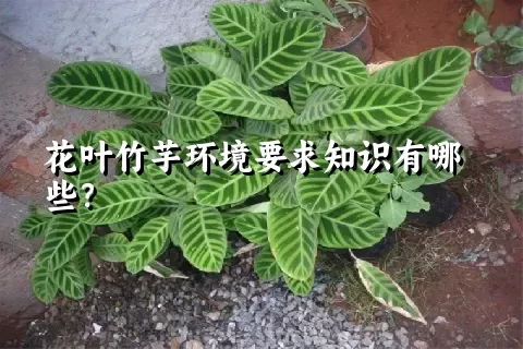 花叶竹芋环境要求知识有哪些？