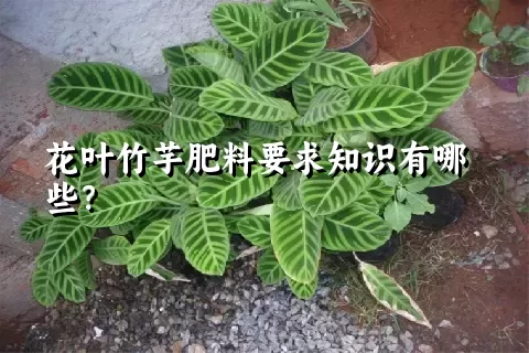 花叶竹芋肥料要求知识有哪些？