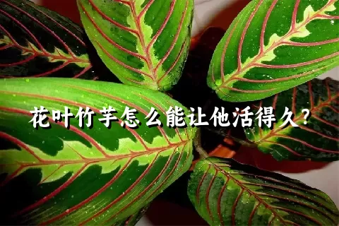 花叶竹芋怎么能让他活得久？