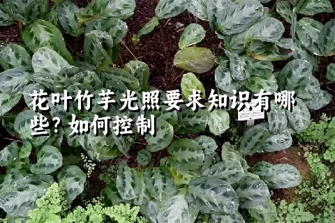 花叶竹芋光照要求知识有哪些？如何控制