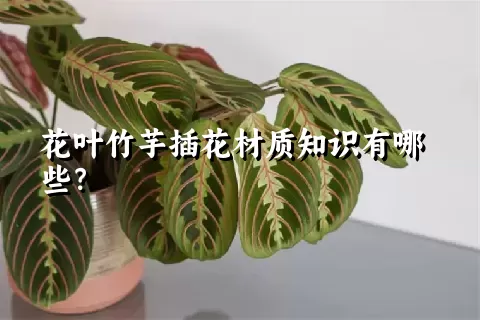 花叶竹芋插花材质知识有哪些？