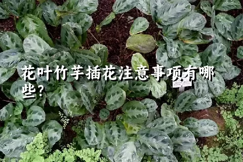 花叶竹芋插花注意事项有哪些？