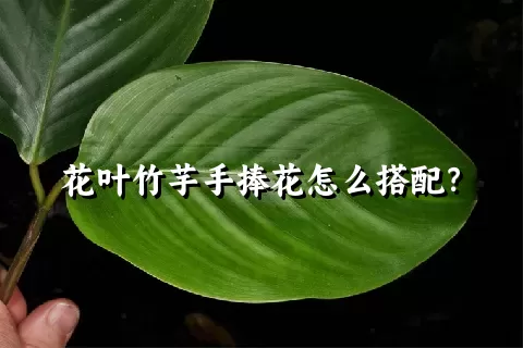 花叶竹芋手捧花怎么搭配？