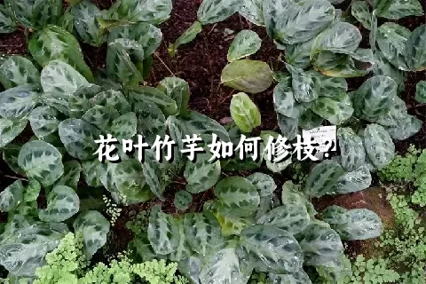 花叶竹芋如何修枝？