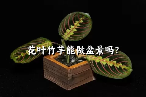 花叶竹芋能做盆景吗？