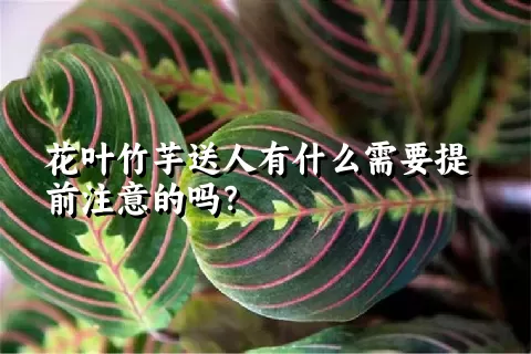 花叶竹芋送人有什么需要提前注意的吗？