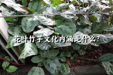 花叶竹芋文化内涵是什么？