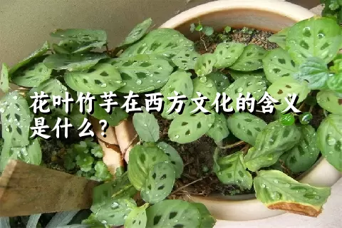 花叶竹芋在西方文化的含义是什么？