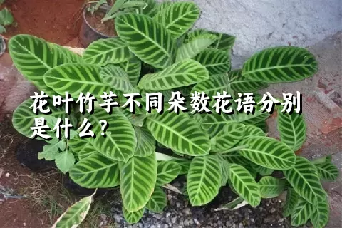 花叶竹芋不同朵数花语分别是什么？