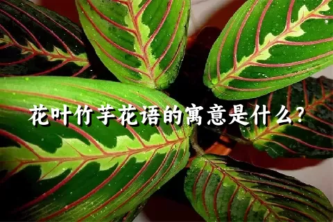 花叶竹芋花语的寓意是什么？