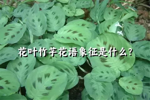 花叶竹芋花语象征是什么？