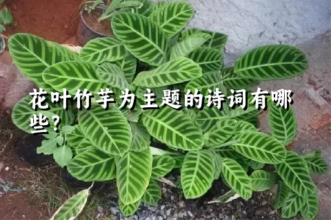 花叶竹芋为主题的诗词有哪些？