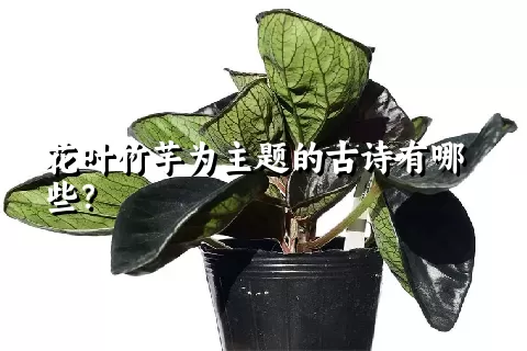 花叶竹芋为主题的古诗有哪些？