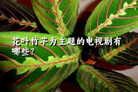 花叶竹芋为主题的电视剧有哪些？