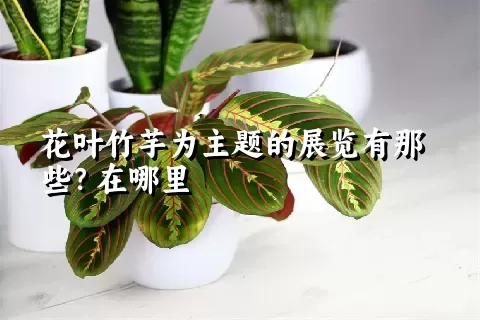 花叶竹芋为主题的展览有那些？在哪里