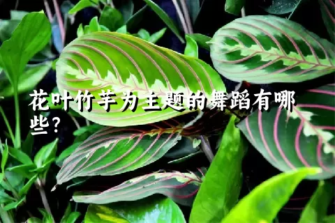 花叶竹芋为主题的舞蹈有哪些？