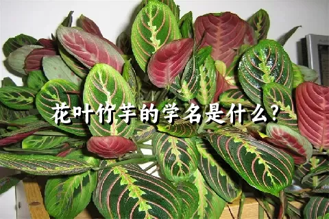 花叶竹芋的学名是什么?