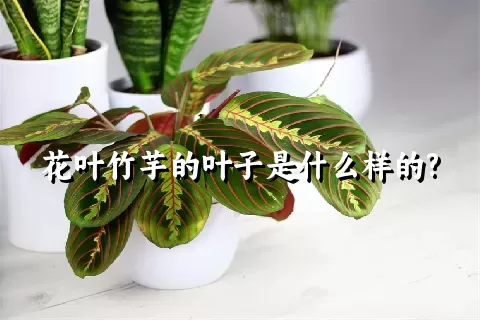 花叶竹芋的叶子是什么样的?