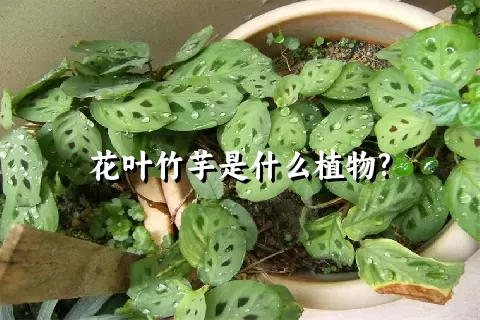 花叶竹芋是什么植物?