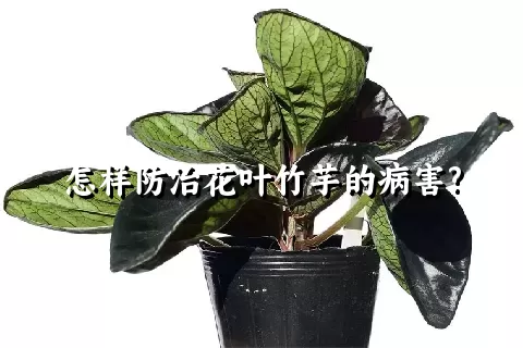 怎样防治花叶竹芋的病害?