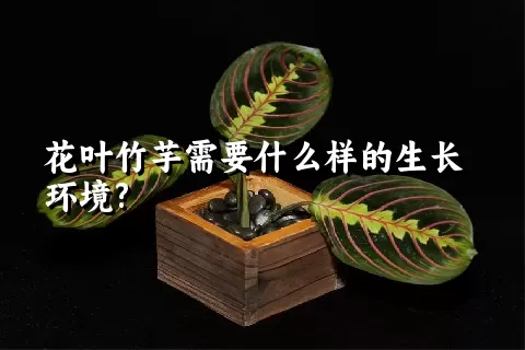 花叶竹芋需要什么样的生长环境?