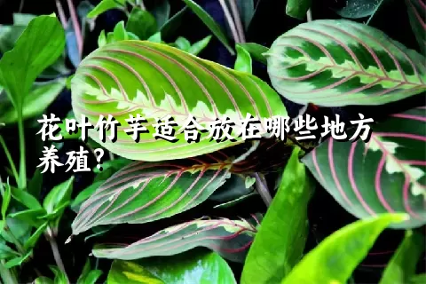 花叶竹芋适合放在哪些地方养殖?