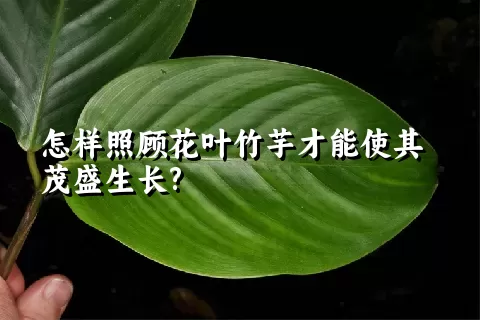 怎样照顾花叶竹芋才能使其茂盛生长?