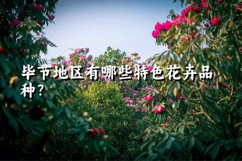 毕节地区有哪些特色花卉品种？