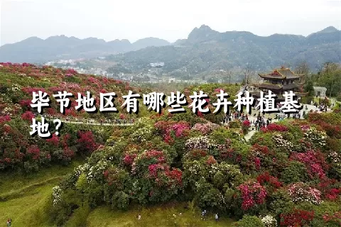 毕节地区有哪些花卉种植基地？