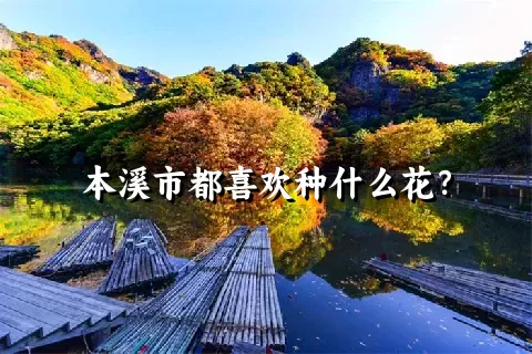 本溪市都喜欢种什么花？