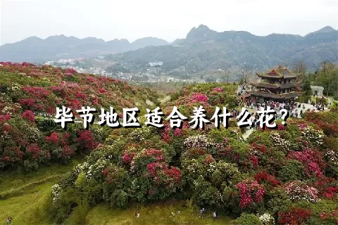 毕节地区适合养什么花？