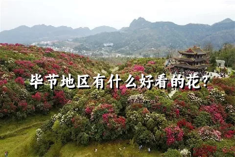 毕节地区有什么好看的花？