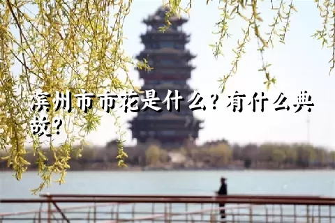 滨州市市花是什么？有什么典故？