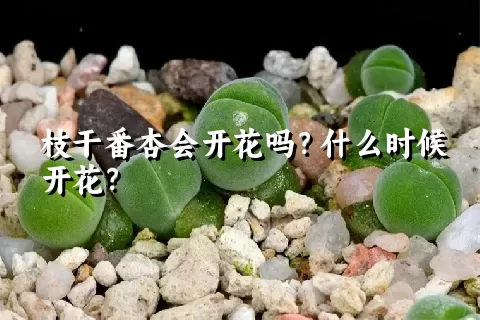 枝干番杏会开花吗？什么时候开花？