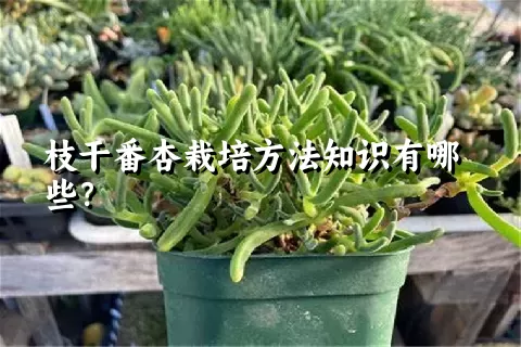 枝干番杏栽培方法知识有哪些？