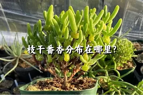 枝干番杏分布在哪里?